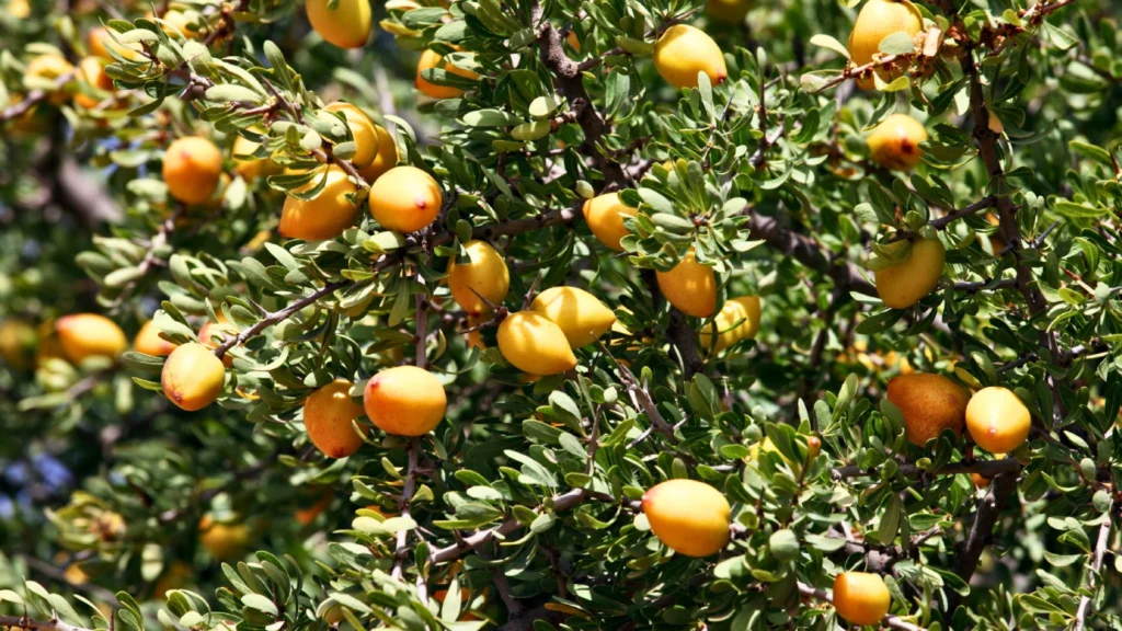 albero di argan in Marocco
