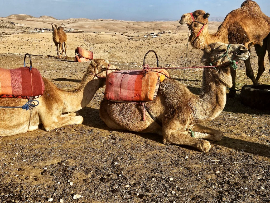 andare al deserto di Agafay